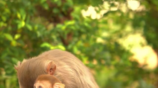 Monkeys playing with mother