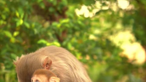 Monkeys playing with mother