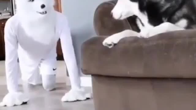 🤣Try not to laugh | Funny dog video 🐶 you will love it #husky#shorts#funnyanimals#ghost
