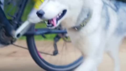 Dog are Running 🐕 with bicycle and enjoying