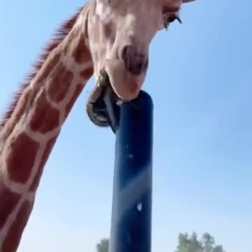 Funny And Cute Animal Videos Try Not To Laugh Or Smile