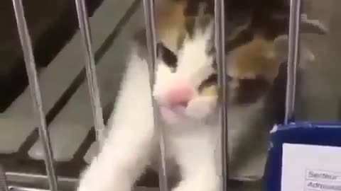 KITTEN ASKING TO BE ADOPTEDV CUTEST THING YOU WILL SEE TODAY