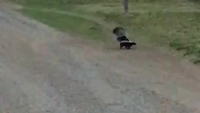 Rabid Skunk