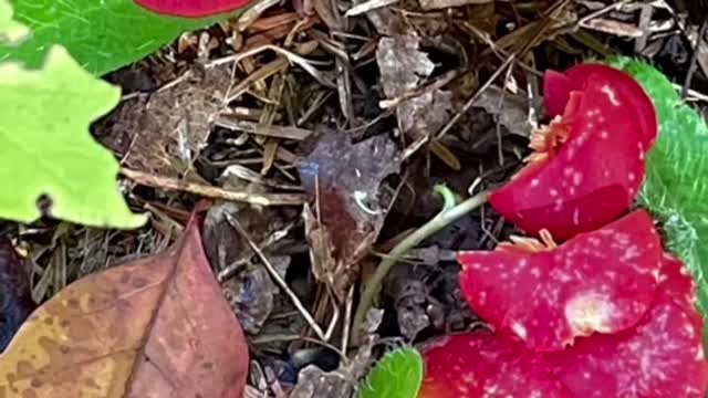 Very very shroomy year