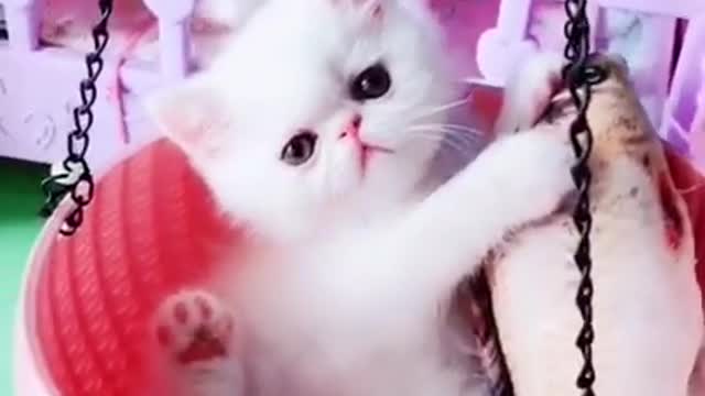 Cute kitten #pet #funny #kitten #foryou #cat