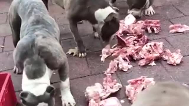 Pitbull dog lover ❤️#subscribe my channel #like and #share 😃☺️
