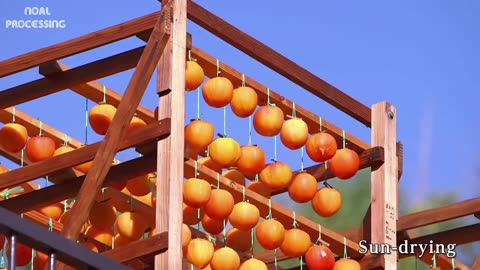 Japan Dried Persimmon Processing - Amazing Asia Agriculture Fruit Harvesting