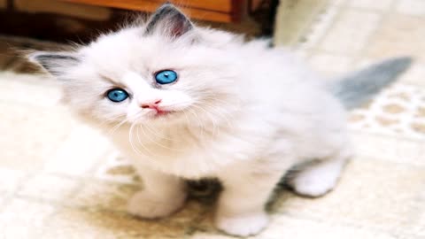 Cute Cats Pictures