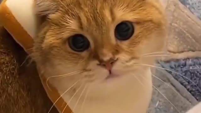 Have you heard the cat cry?