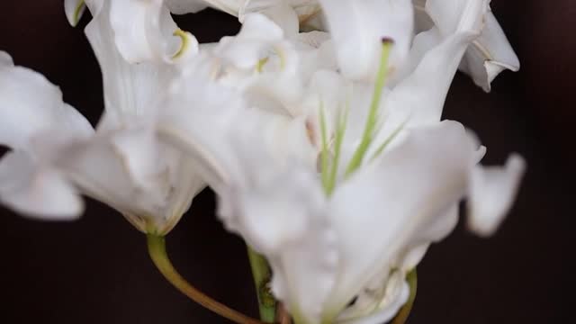 Fresh Flowers Beautiful & So Nice Video