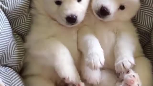 Two white little cute