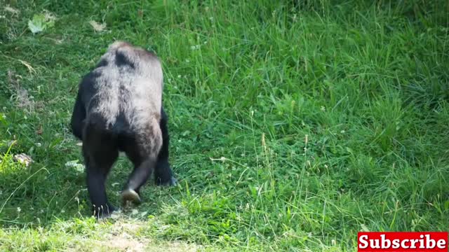 Gorilla and baby Gorilla , wild life animals