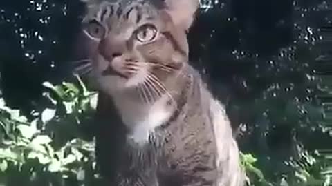 Watch How This Cat Impressed The World by Doing The Unthinkable