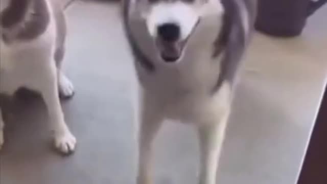 🐶😂 Funny Dancing Dogs 😂🐶