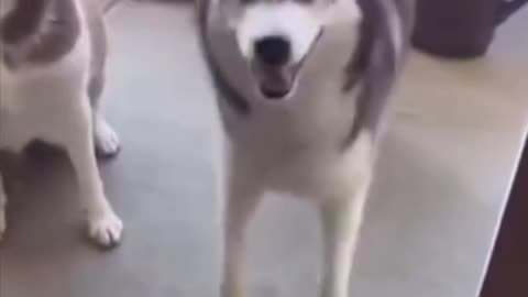 🐶😂 Funny Dancing Dogs 😂🐶