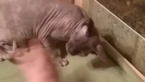 Sphinx cat. Cat scratched belly.
