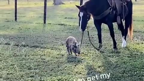 Pig Attempts to Steal Horse