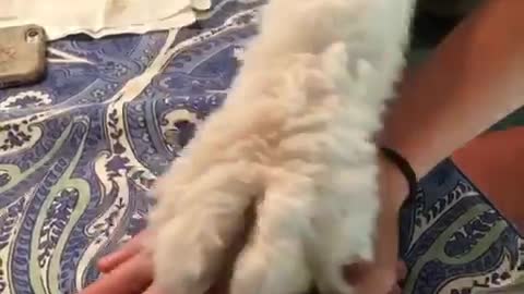 All paws in