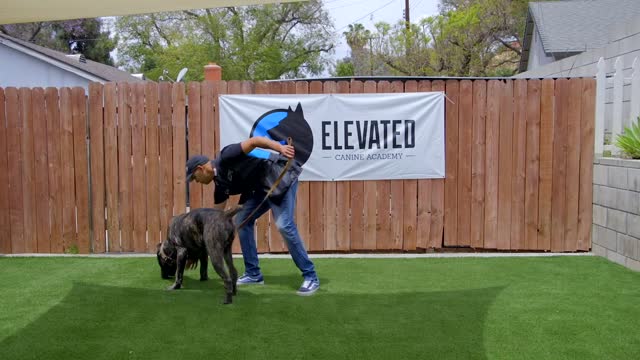 DOG TRAINING FUNDAMENTALS: LESSON 2 RECALL