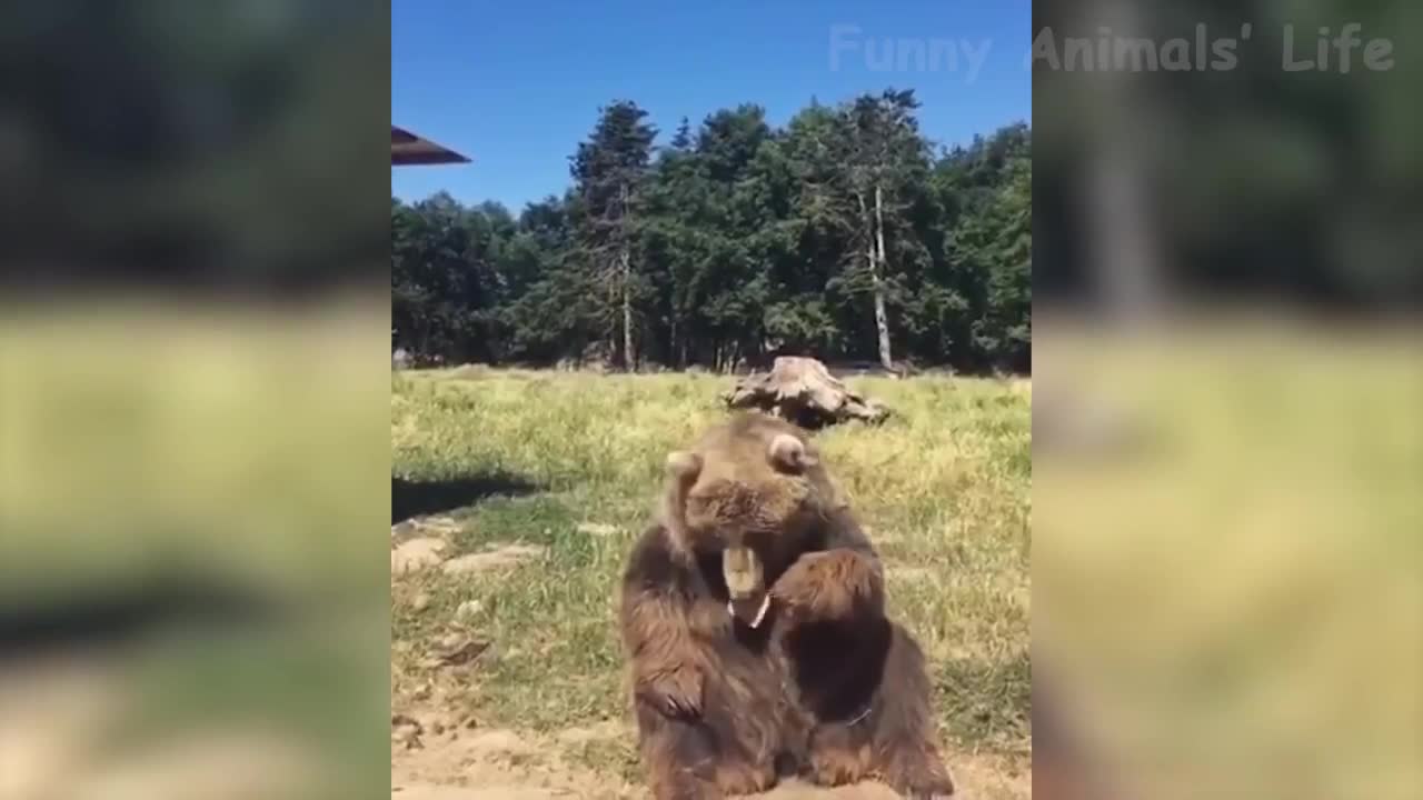 funniest animalsz