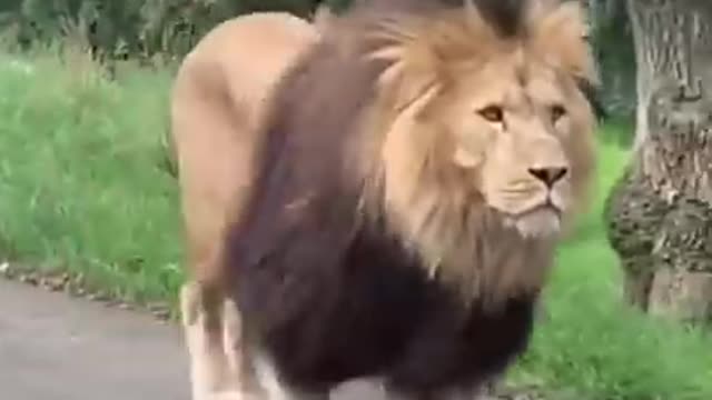 Very dangerous animal lion