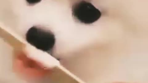 Cute and funny dog