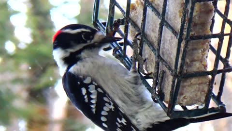 Downy Woodpecker