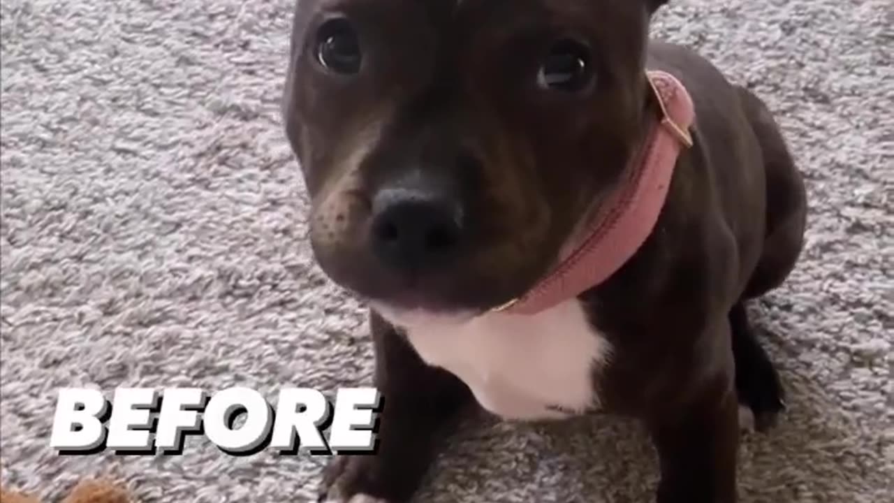 Funny dogs videos \\ before and after