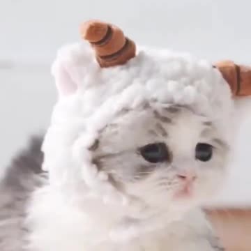 OMG So Cute Cat Video ❤ #cat #shorts