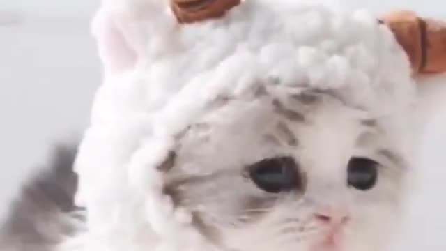 OMG So Cute Cat Video ❤ #cat #shorts