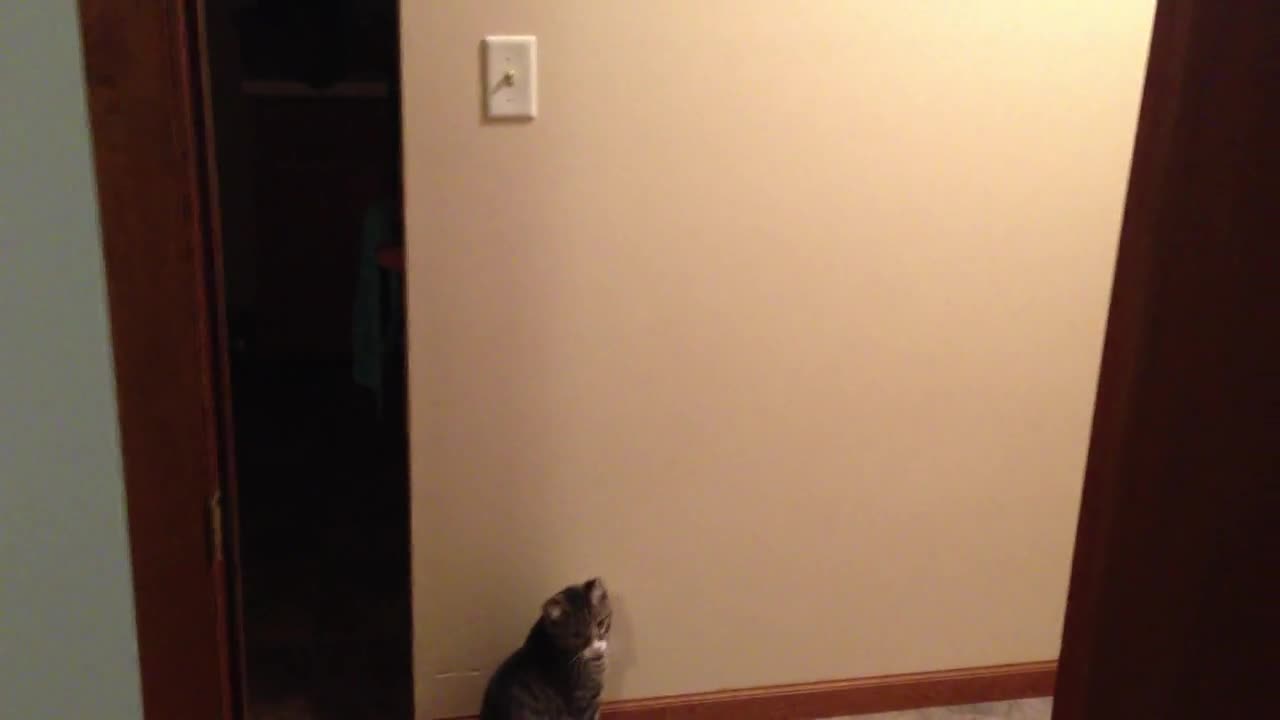 Black and grey cat jumps up and turns off light switch