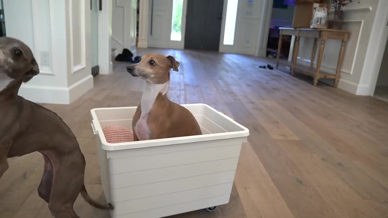 My Dogs