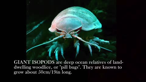 Giant Isopod - Deepsea Oddities