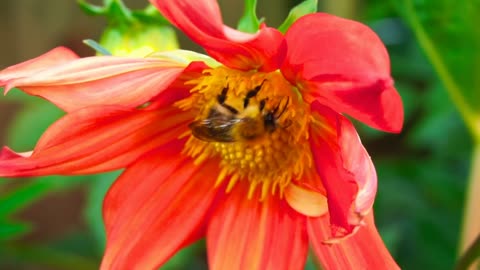 Close up of a bee working on a flower
