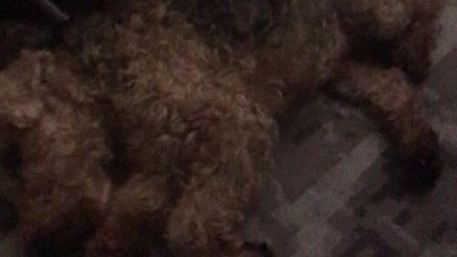 Oscar The Welsh Terrier Being Alerted of Impending Danger