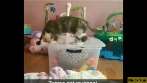 Dogs and Cats, Baby Pets Funny Videos