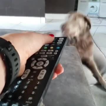 How to turn off your dog