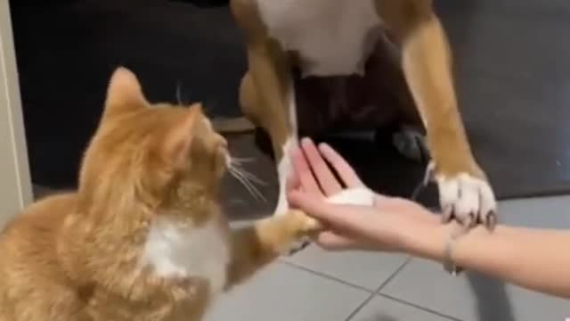 Funny and Cute dog/cat