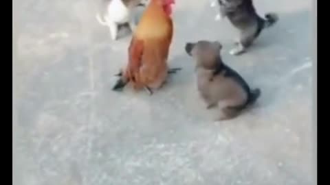 Proud Chiken Against 3 Puppies