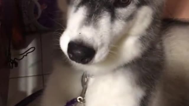 So Cute🐶 🥰