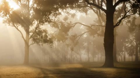 In the Forest at Dawn