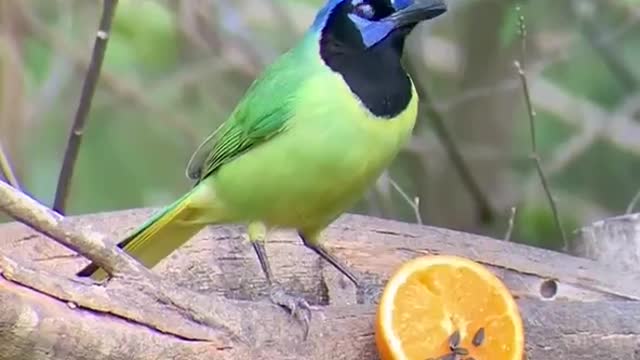 Beautiful Bird