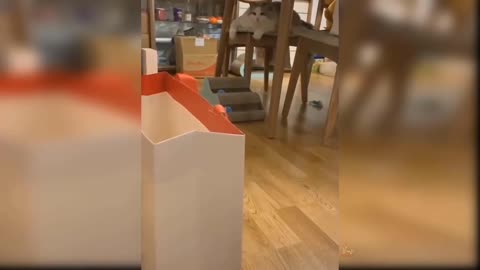 Cute cat very funny video