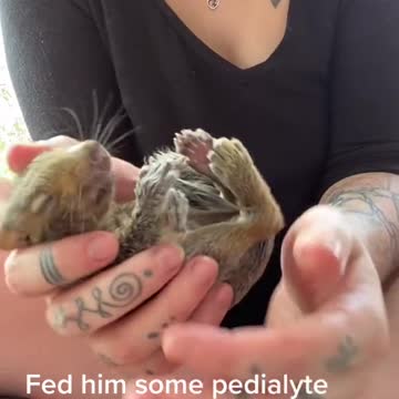 Maggots Laid Thousands of Eggs on This Tiny Squirrel