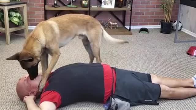 Dog performs CPR to its owner