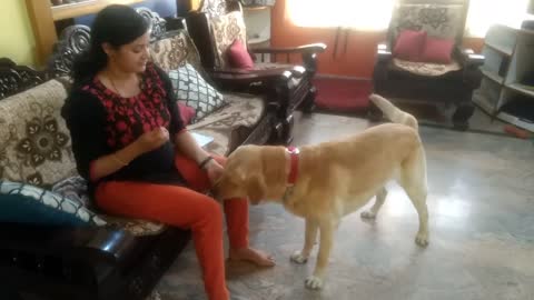 Labrador dog training ,Tarikere, Chikamagalur, karnataka