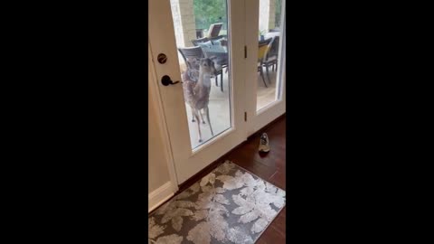 Hungry deer demands food by stomping her hoof Shorts