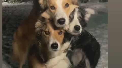Dog video