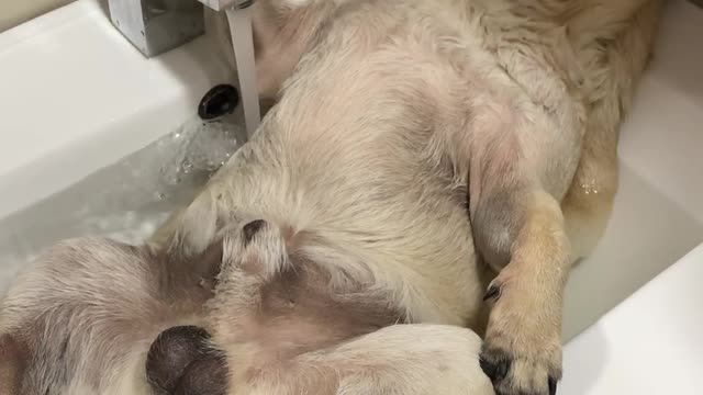 Dog Cools off With a Spa on a Summer Day