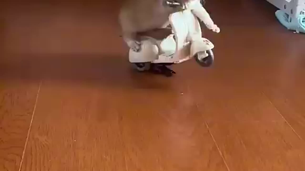 A cat are riding a small bike very funny and cute video 📸📸